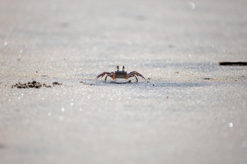 Soft-Shell Crab