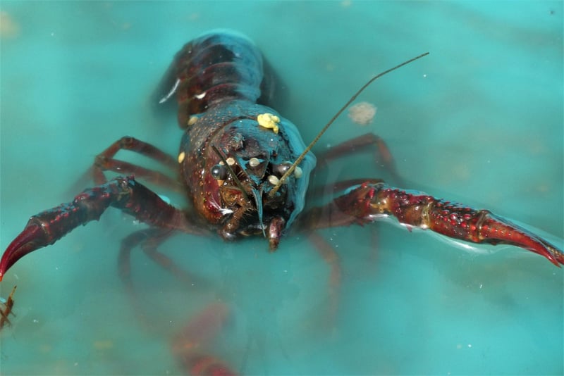 Lobster Tails